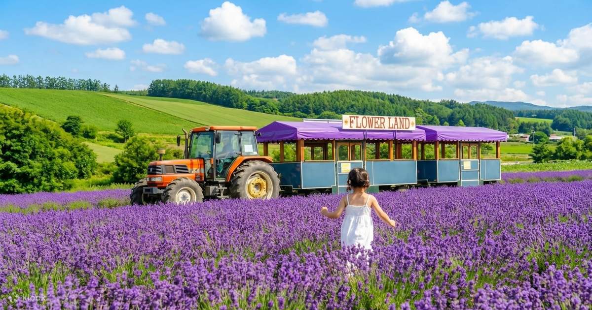Furano & Shikisai no Oka Full-Day Lavender Tour - Klook United States