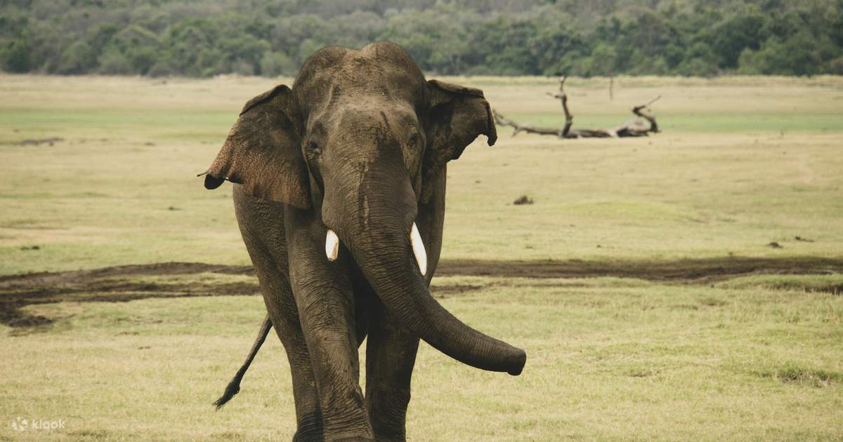 Minneriya National Park Half-day Wildlife & National Park Tour - Klook