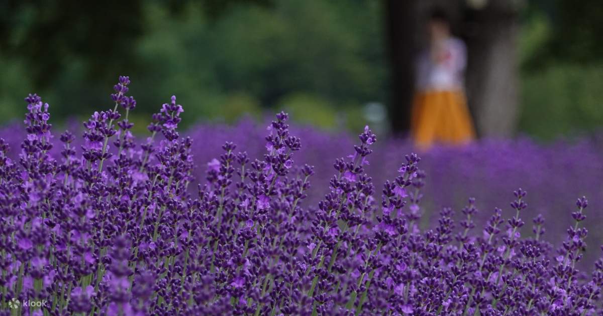 Sapporo Tour with Lavender - Klook Singapore