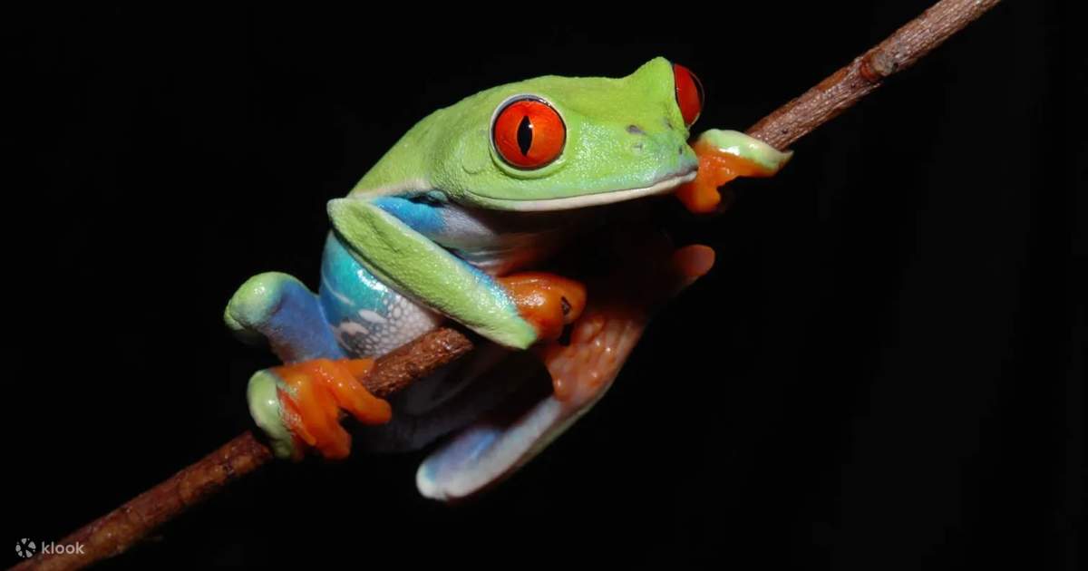 Interactive Frog Museum KawaZoo - Klook United States