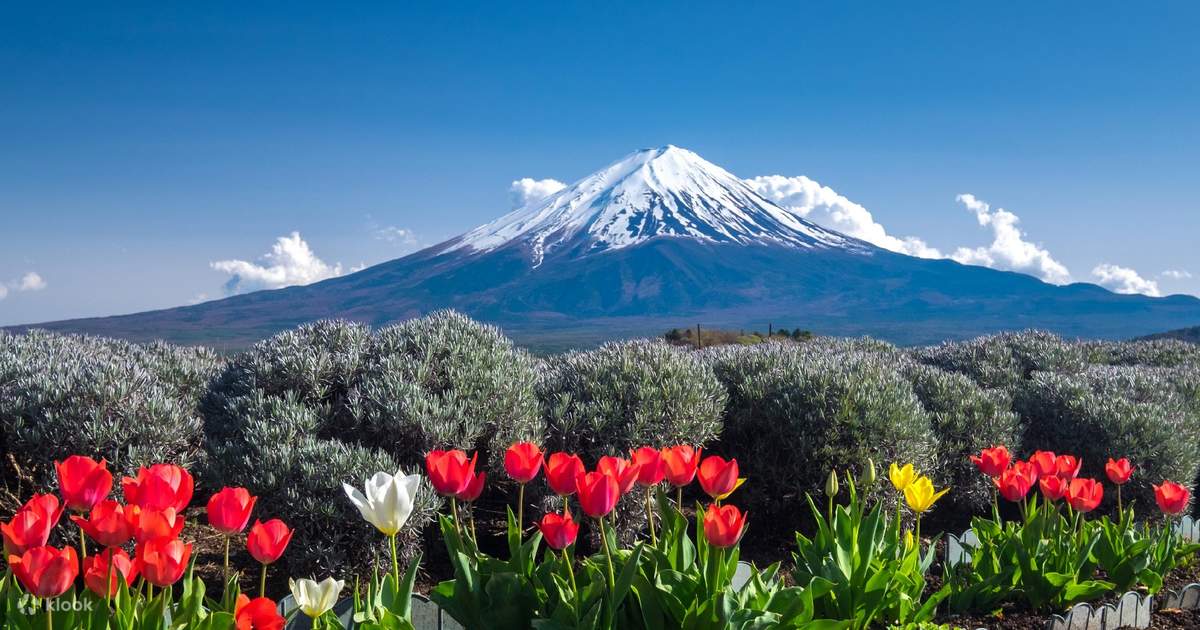 Mount Fuji Magnificent View Day Trip (From Tokyo) - Klook United