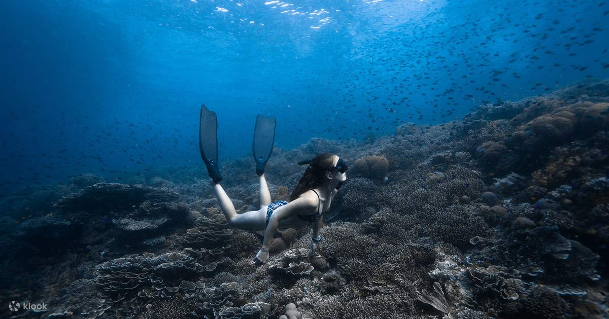 Beginner Freediving Course (with Bonus Session) - Klook