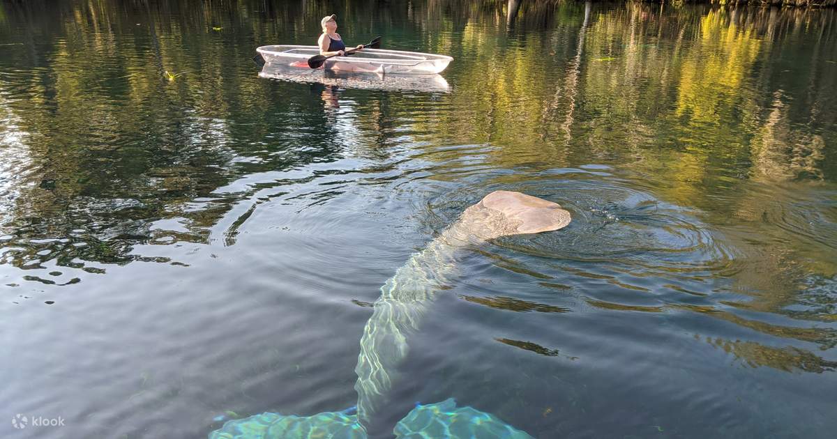 Manatees and Monkeys Clear Kayak or Clear Paddleboard Adventure at