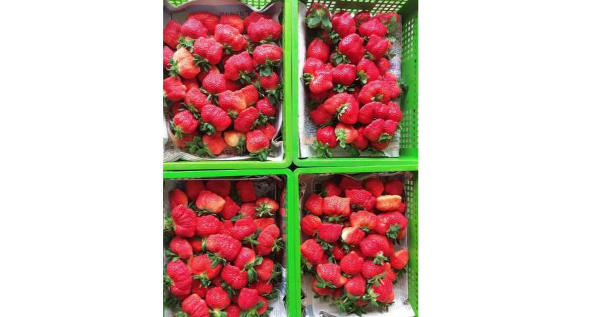 Miaoli Dahu Strawberry Picking Experience (Reservation Required