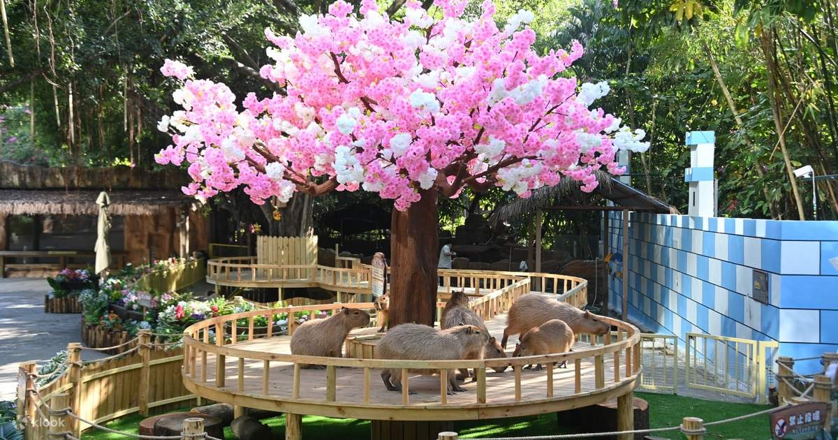【期間限定割引】深圳野生動物園