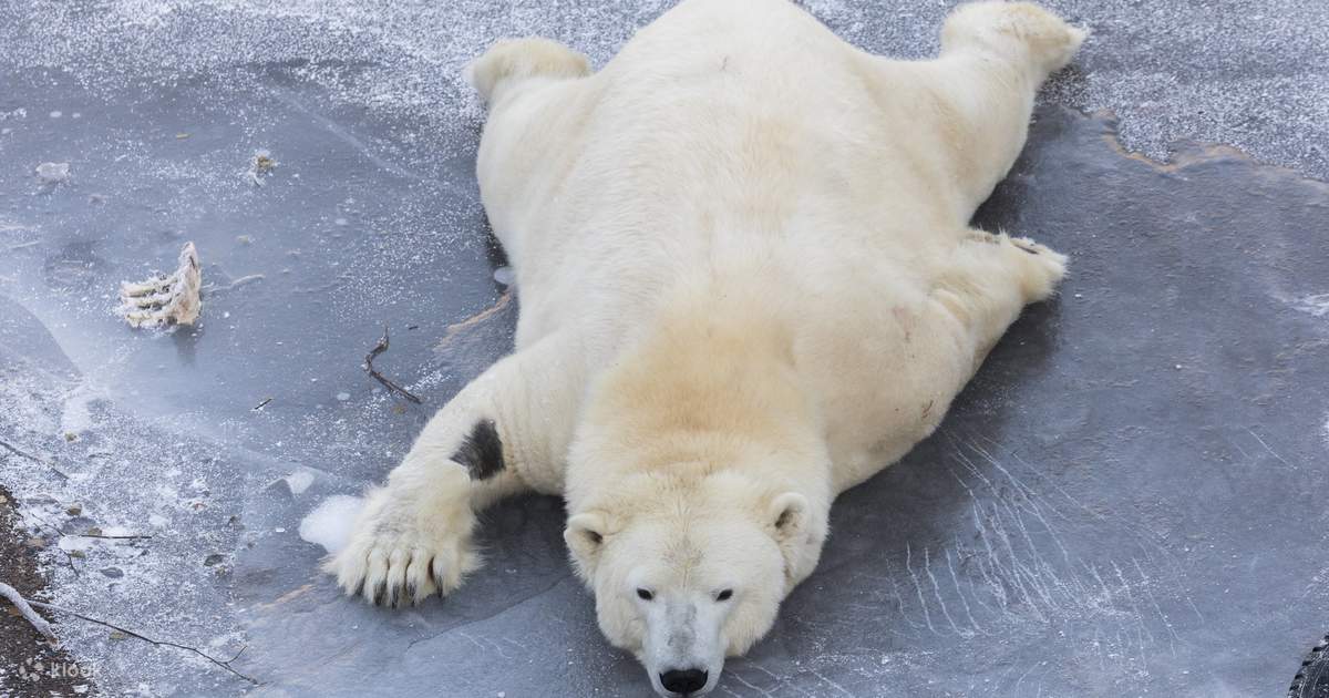 Rovaniemi Wildlife Park Half-Day Private Tour with Transfers - Klook Brasil