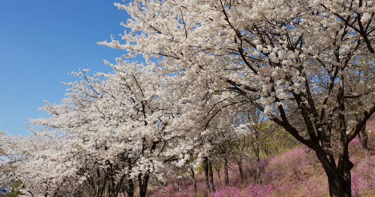 Spring Inche Incheon Spring-only Tour - Klook Canada