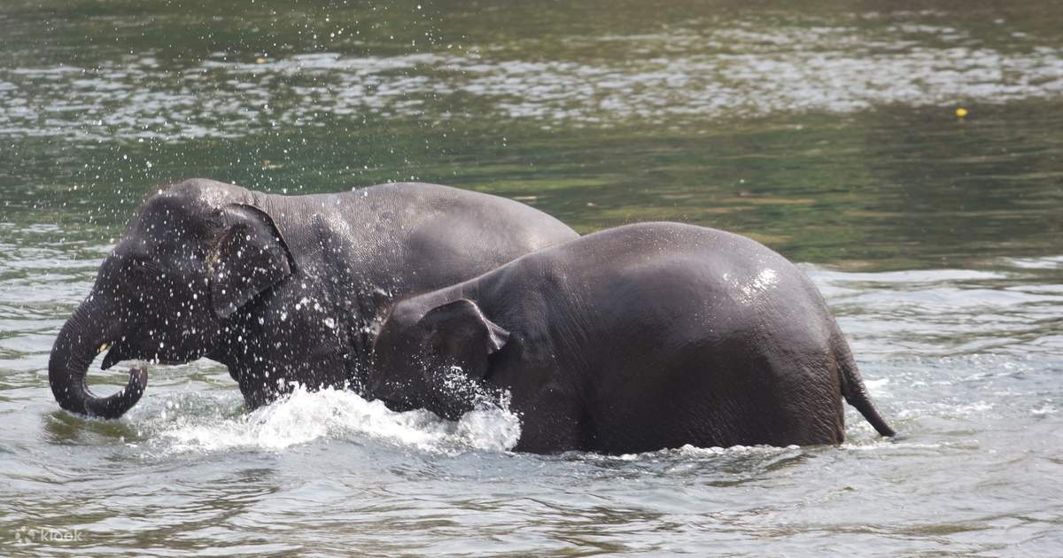 エレファントワールドでゾウの1日飼育体験（カンチャナブリー、タイ