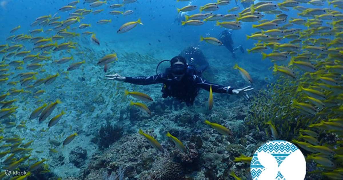 非認定 PADI ダイブ センターでピピ島のスキューバ ダイビングに挑戦 