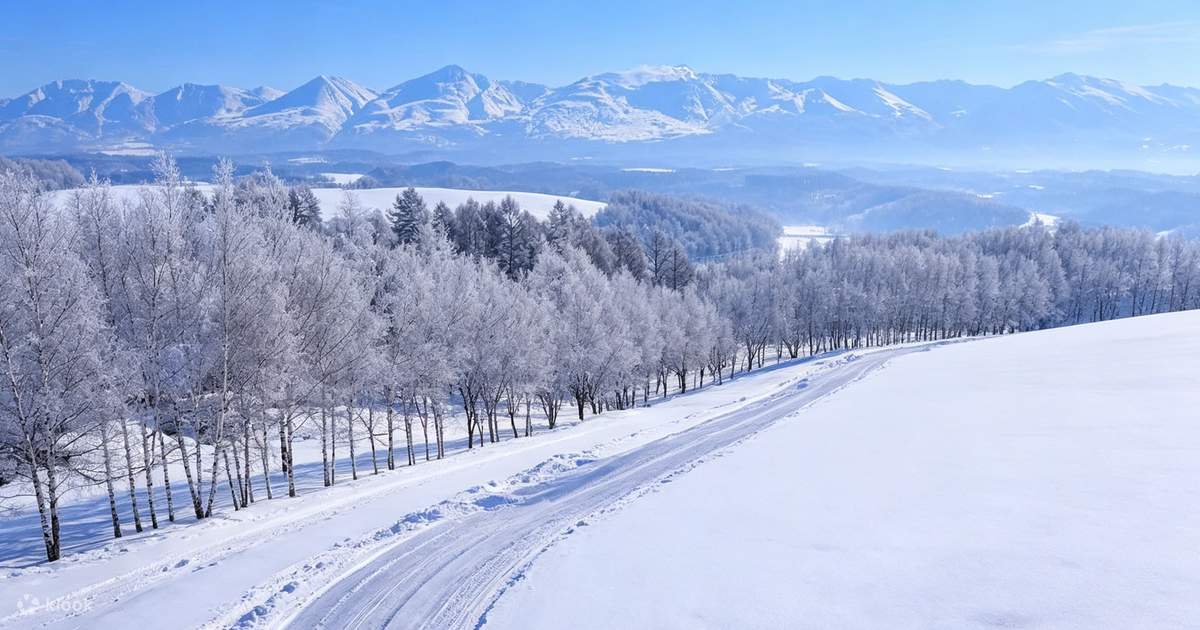 北海道冬季限定ライトアップツアー｜白金青い池・富良野ニングルテラス