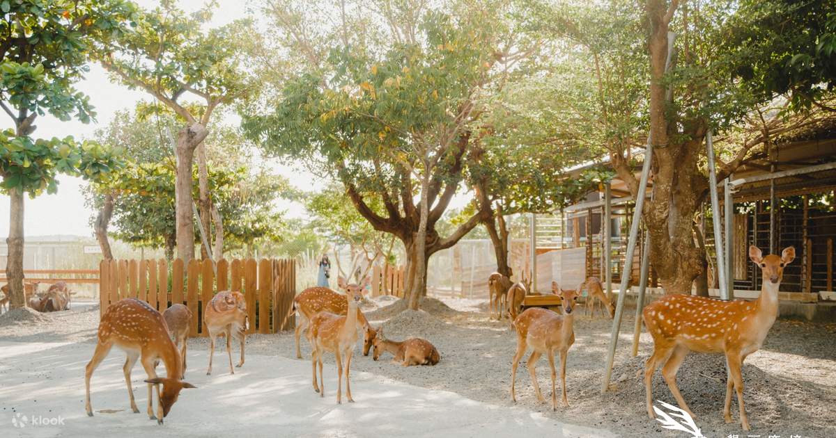 핑둥 컨딩 사슴 파라다이스 입장권