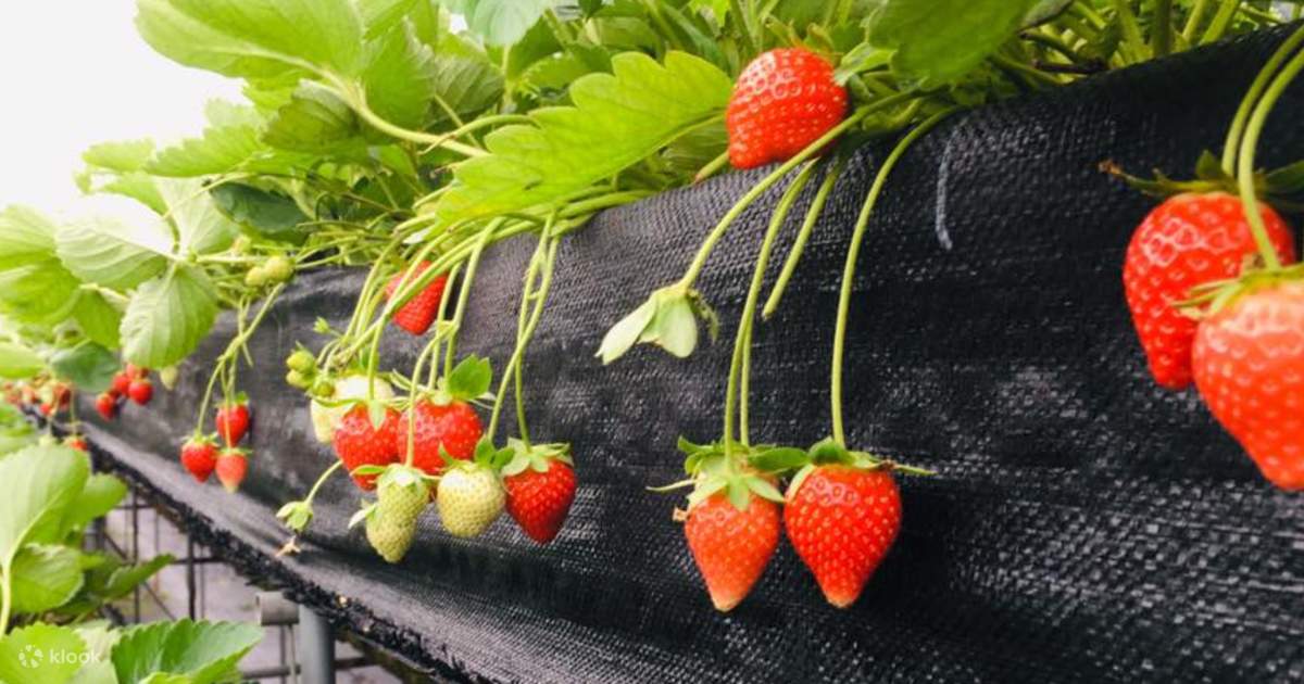 Miaoli Dahu Strawberry Picking Experience (Reservation Required