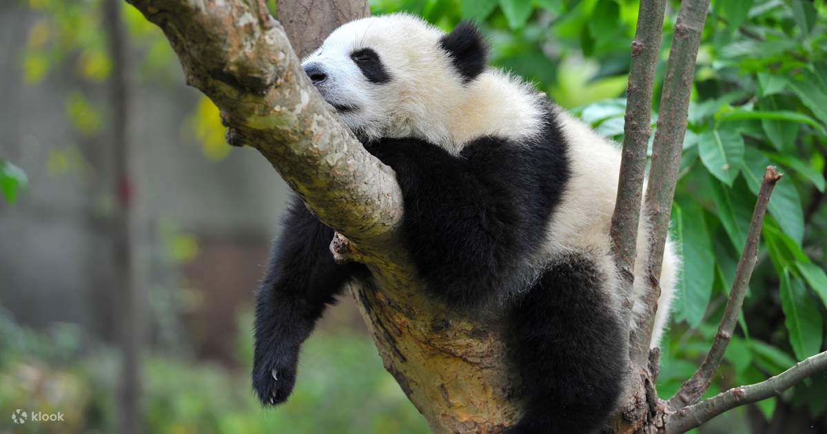 Chengdu Panda Breeding Research Base English Half-Day Tour - Klook