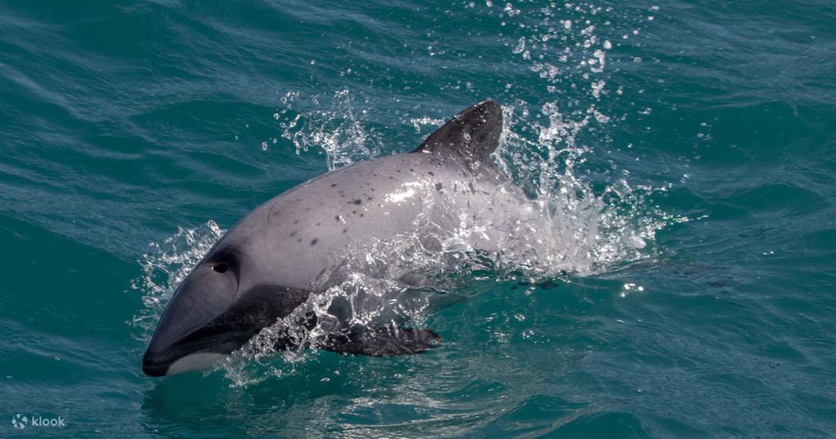 Akaroa Harbour Nature Cruise - Klook