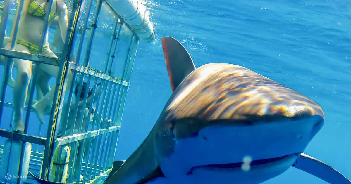 North Shore Shark Cage Diving Adventure in Oahu, Hawaii - Klook Philippines