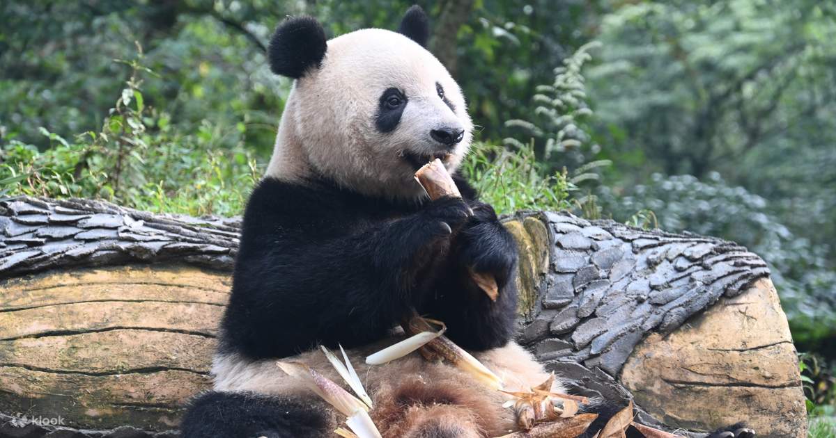 Tur 80 Tur pribadi sehari ke Pusat Panda Raksasa Lembah Bifeng - Klook Indonesia