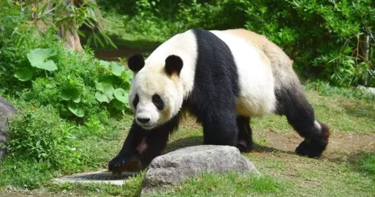 Ueno Zoo