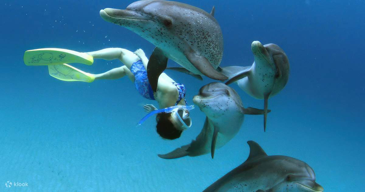 Mnemba Island Snorkeling & Dolphins