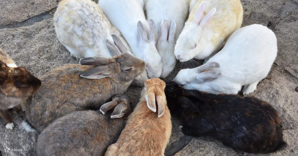 Traped Rabbit Uluru 1-Day Tour: Takehara Historical Townscape & Rabbit Island - Klook