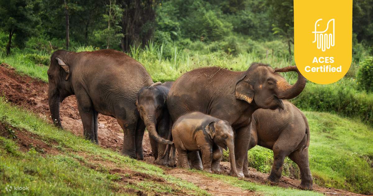 Is Elephant Jungle Sanctuary Chiang Mai the Most Ethical Experience in Thailand