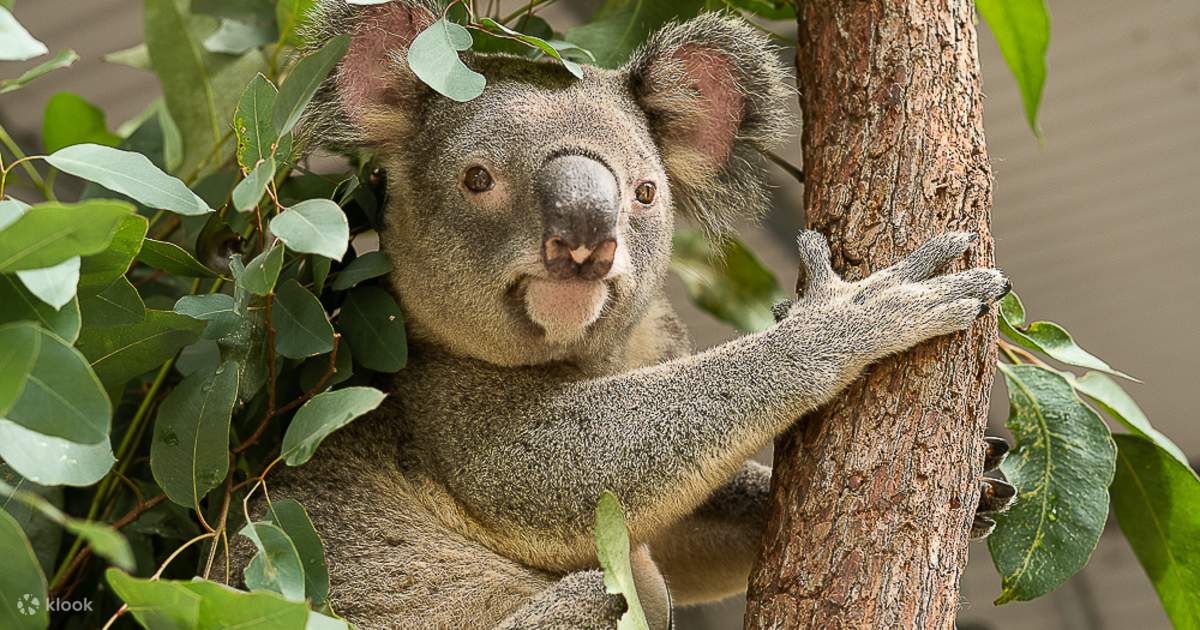 レンジャーレッズ動物園でコアラ
