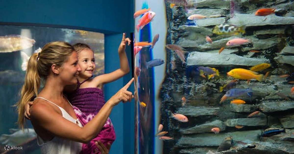 Trek Fish Interactive Aquarium Cancun Ticket - Klook
