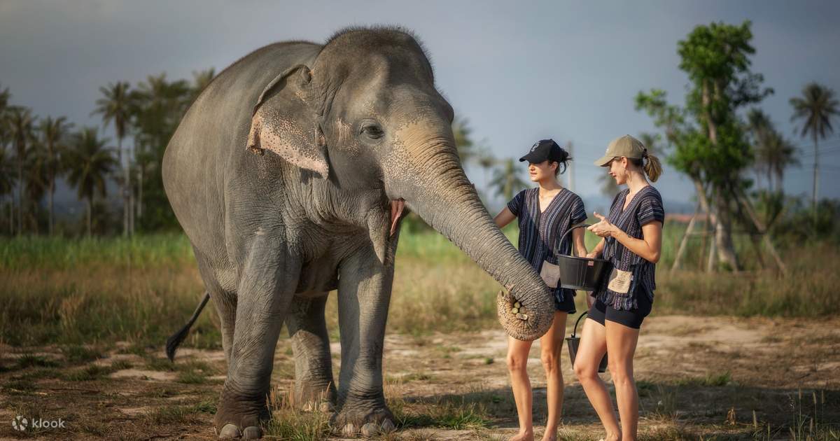 Elephant Jungle Sanctuary Pattaya Experience - Klook United States