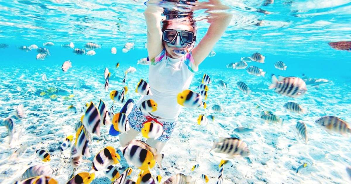 フルガダの水中世界を探検：マガ