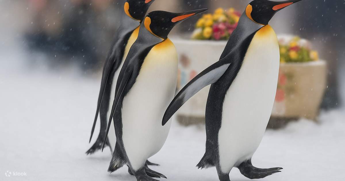 札幌発｜登別ペンギンパレード、