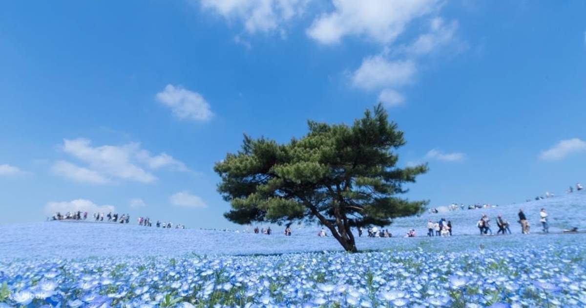 大洗磯前神社＆那珂湊海鮮市場＆国営ひたち海浜公園花の海の