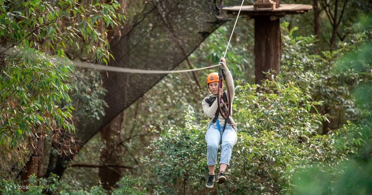 Tree Ropes Course And Net World Experience in Central Coast - Klook