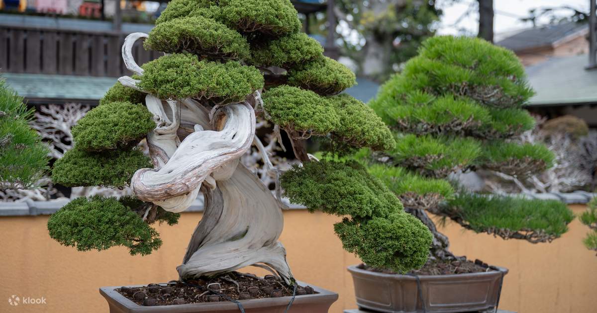 Make Your Own Bonsai with a Professional Bonsai Artist in Tokyo - Klook  Singapore