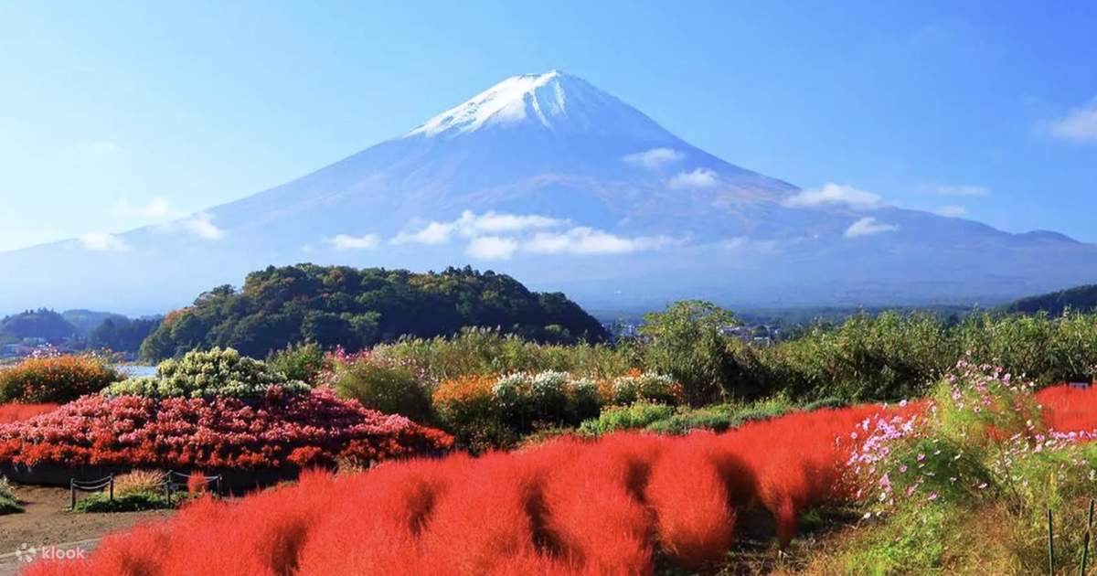 松ぼっくりと富士 MountFuji,Kawaguchiko,
