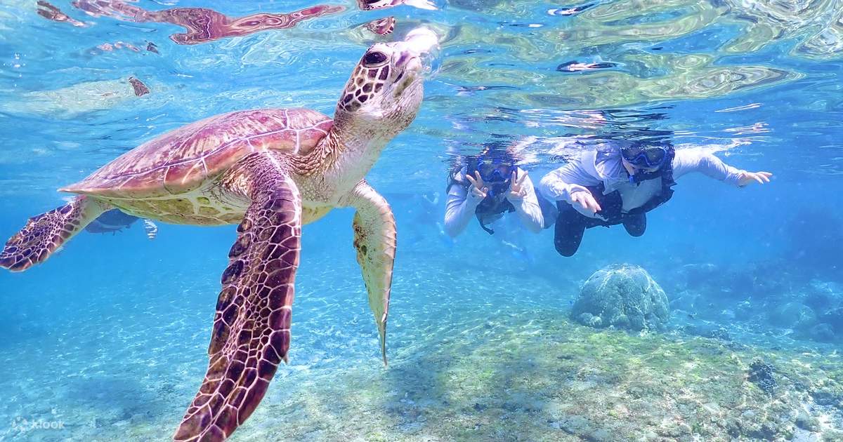Miyako Island Sea Turtle Snorkeling Half-Day Experience (Okinawa) - Klook United States