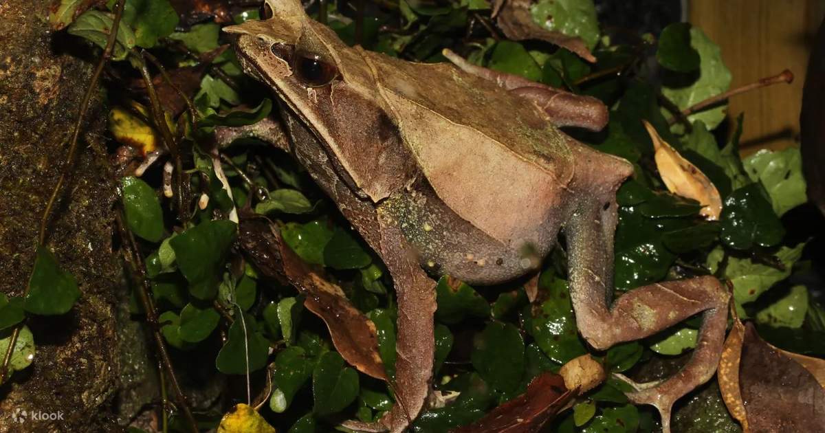 InteractiveFrogMuseumKawaZoo-