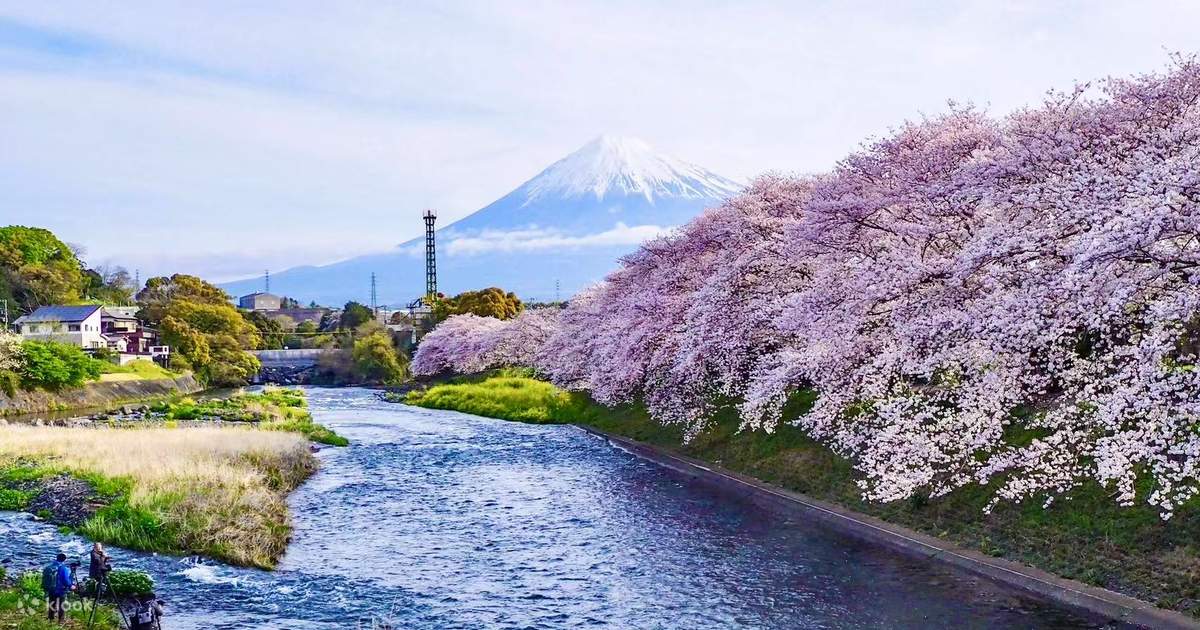 富士山桜限定｜彫刻の森美術館・