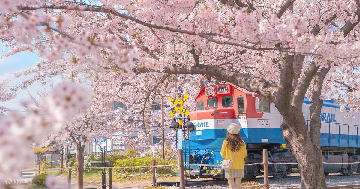鎮海の桜と釜山の日の出の日帰りツアー - Klook