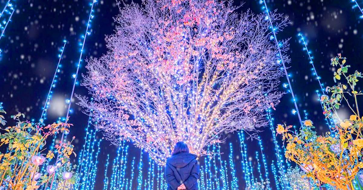 あしかがフラワーパーク夜のイルミネーション&国営ひたち海浜公園&酒 あしかがフラワーパーク夜のイルミネーション&国営ひたち海浜公園&酒