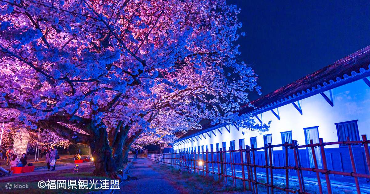 FukuokaIconicCherryBlossomSpot