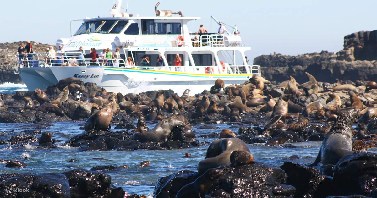 แพ็กเกจล่องเรือชมแมวน้ำที่เกาะฟิลลิป (Phillip Island) - Klook ประเทศไทย