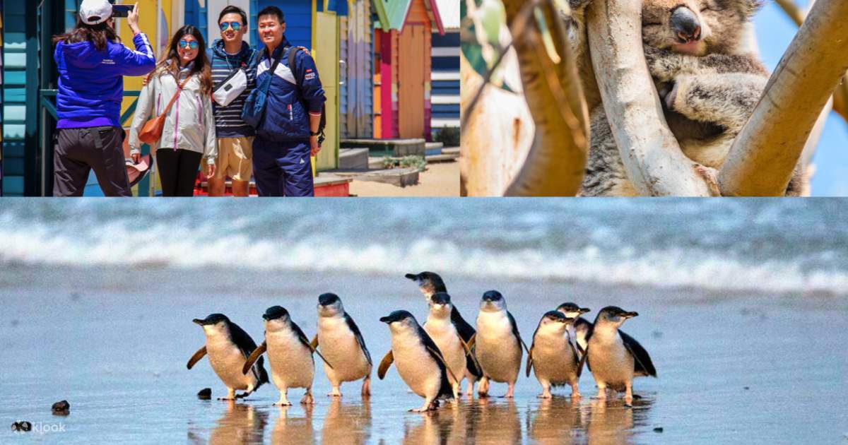 Phillip Island Day Tour - Klook Australia
