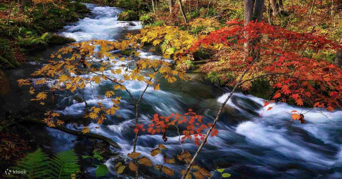 奥入瀬渓流と青森の紅葉ハイライトツアー（昼食付き） | Klook