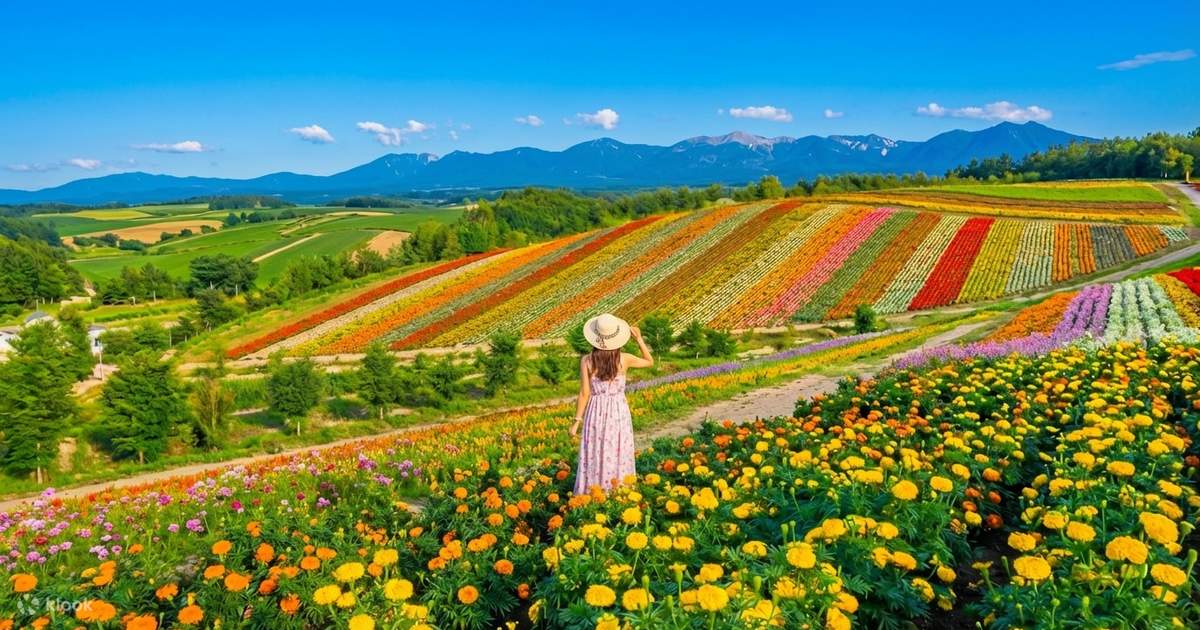 Hokkaido: Asahikawa Zoo, Shikisai-no-oka, Biei Christmas Tree, and Forest Terrace Day Trip (from Sapporo) - Klook United States
