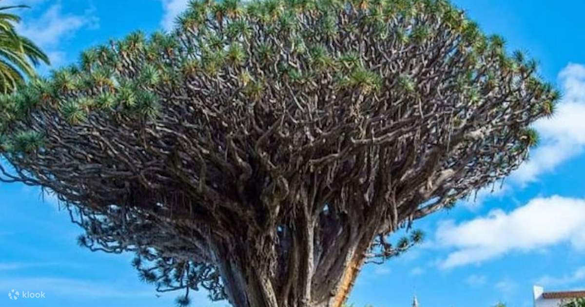 Drachenbaum und Botanischer Garten Ticket auf Teneriffa - Klook Deutschland