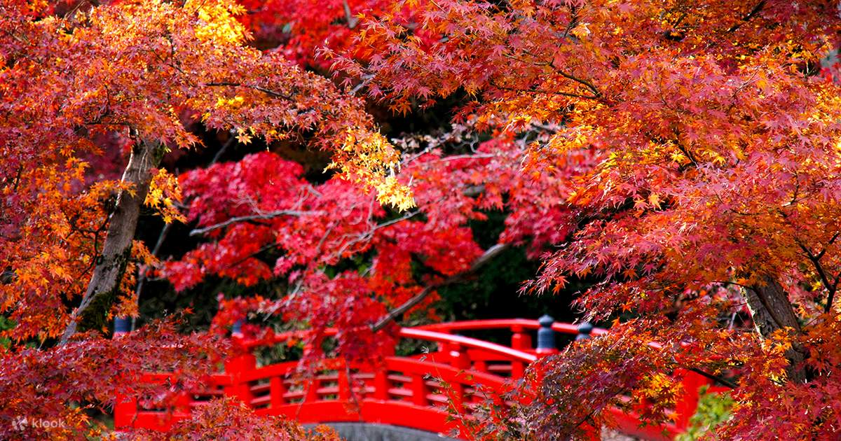 Excursion d'une journée d'observation des érables d'automne à Oedo ...