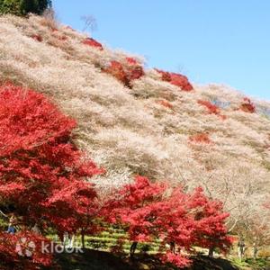 愛知 - 從名古屋出發:小原四季櫻和香嵐溪點燈1日巴士之旅