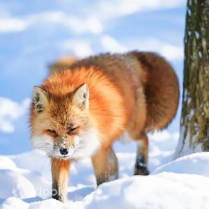 Miyagi Zao Fox Village & Shiroishi Umen Noodles Tsurigane-an & Ginzan Onsen Day Trip