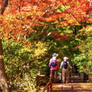 (Lunch Included) Kyushu Autumn-Winter Limited Day Trip: Fukuoka Mifuneyama Rakuen Autumn Leaves Festival and Yutoku Inari Shrine Autumn Foliage, or Saga Strawberry Picking, Two Routes to Choose From