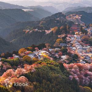 奈良縣 - 奈良吉野山賞櫻花+壺坂寺+奈良公園一日遊丨中文服務+大阪當日往返+限定櫻花季