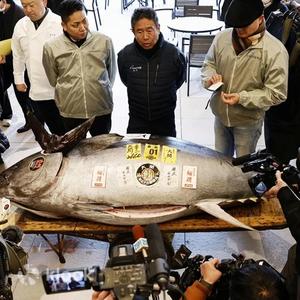 Tokyo - Toyosu Market + Tsukiji Market, Tokyo, Japan: Tuna Auction & Seafood Breakfast Experience Tour